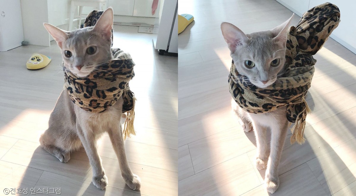 노트펫