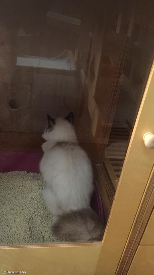 노트펫