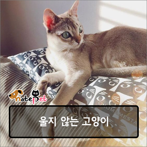 노트펫