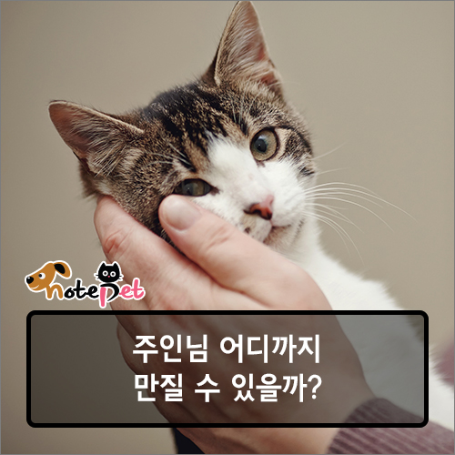 노트펫