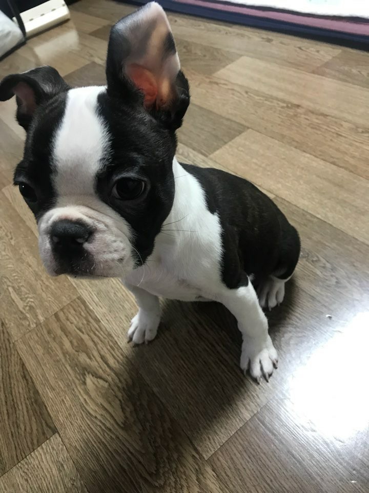 노트펫
