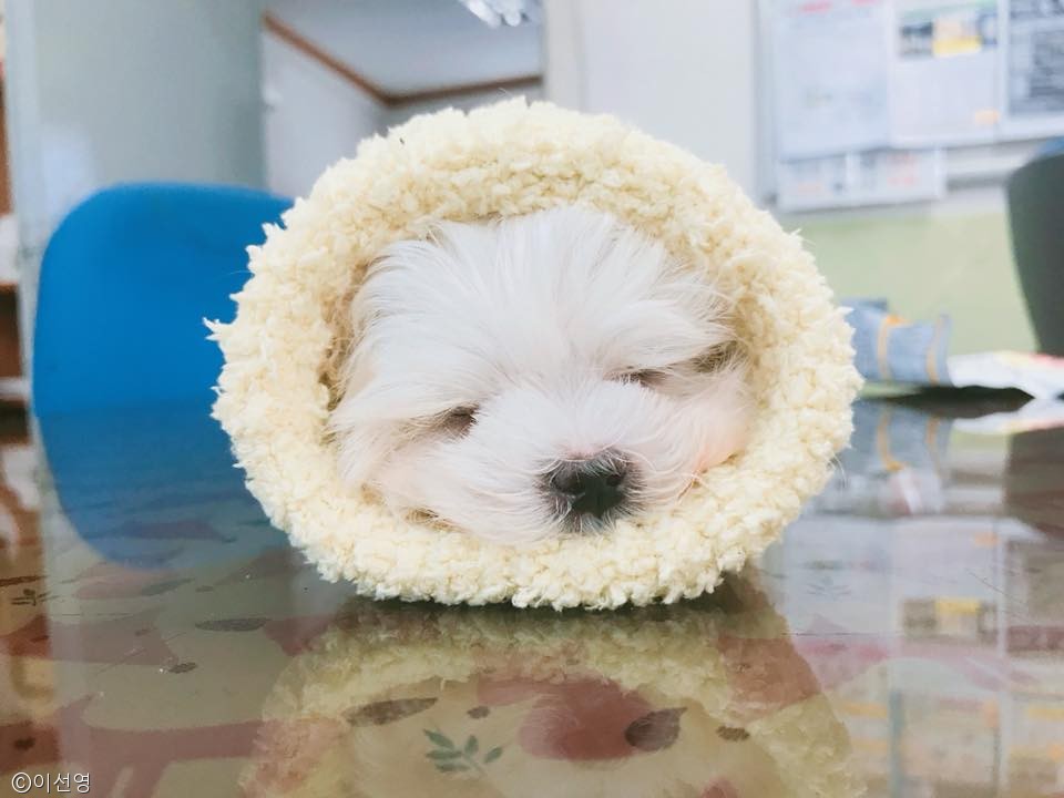 노트펫