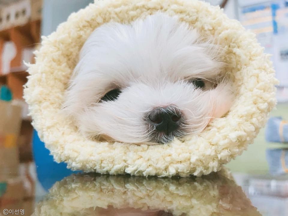 노트펫