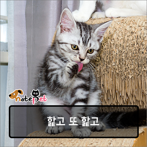 노트펫