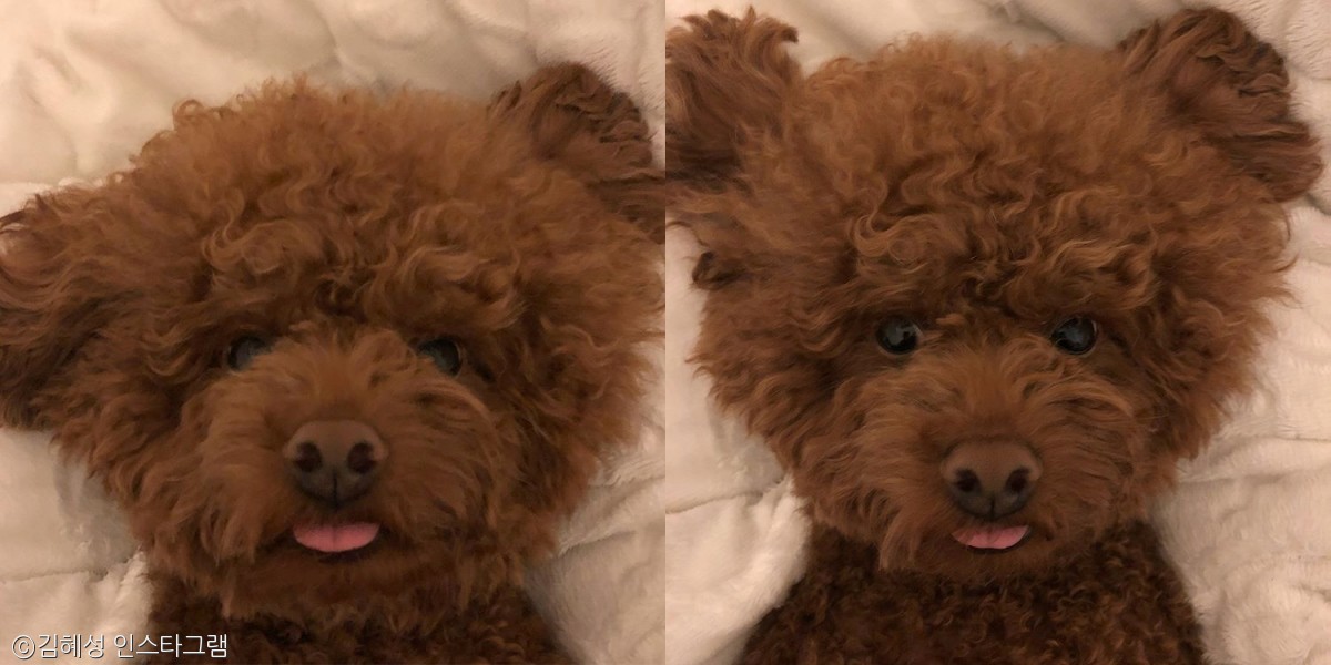 노트펫