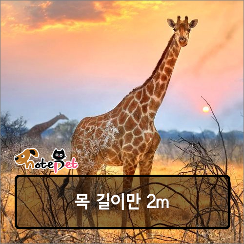 노트펫