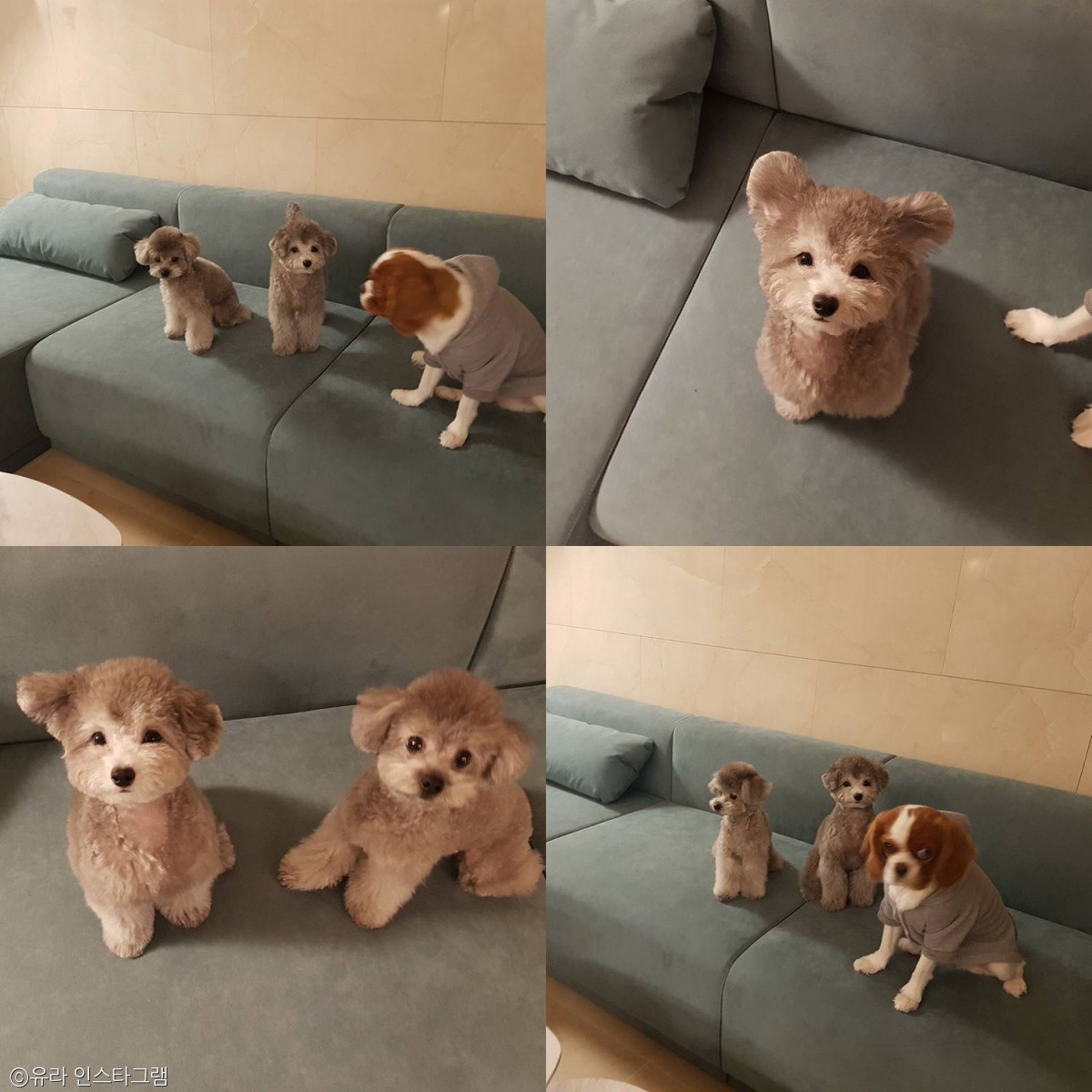 노트펫