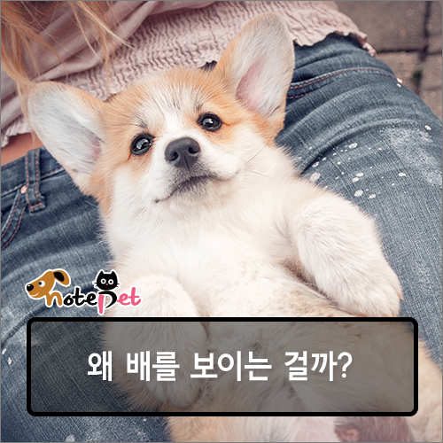 노트펫