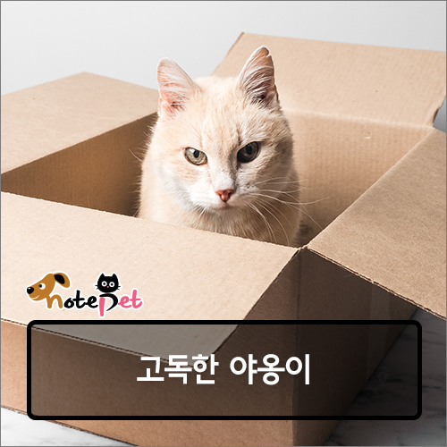 노트펫