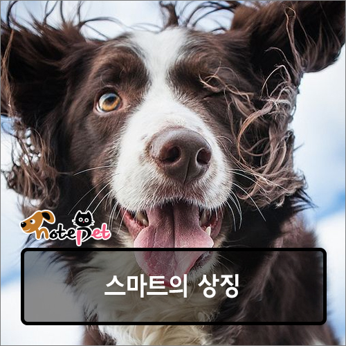 노트펫