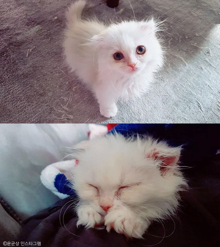 노트펫