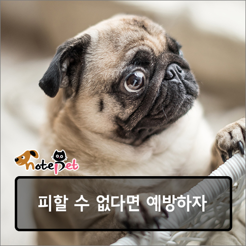 노트펫