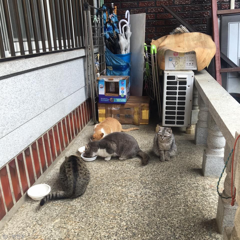 노트펫