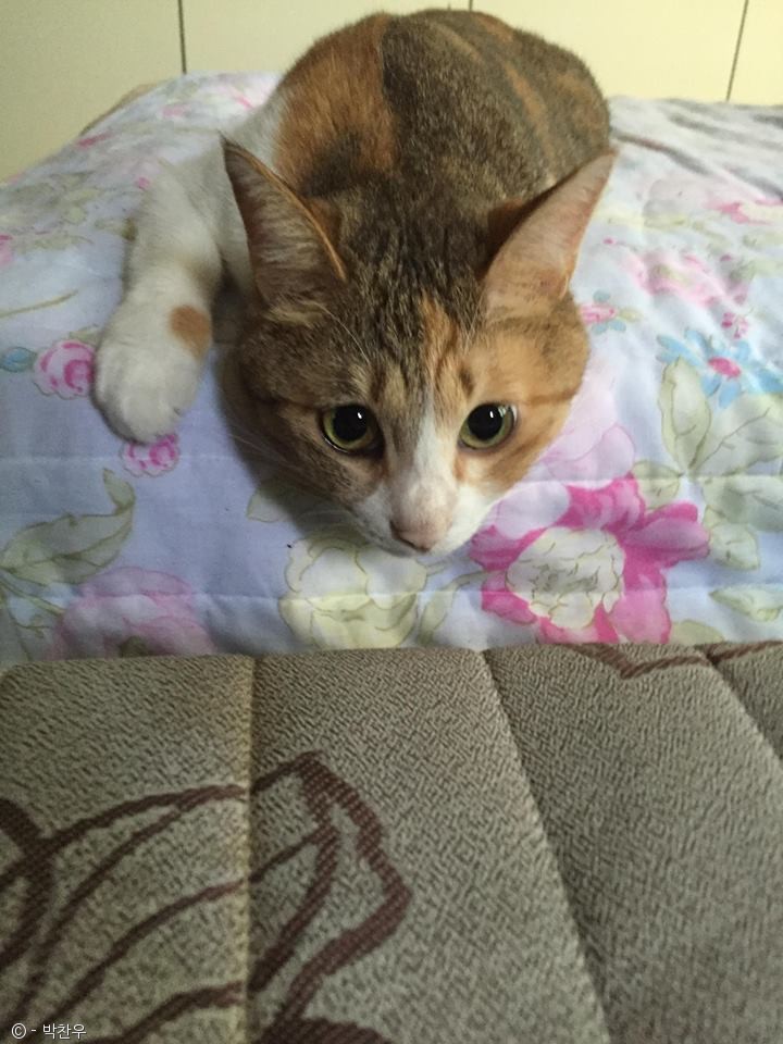 노트펫