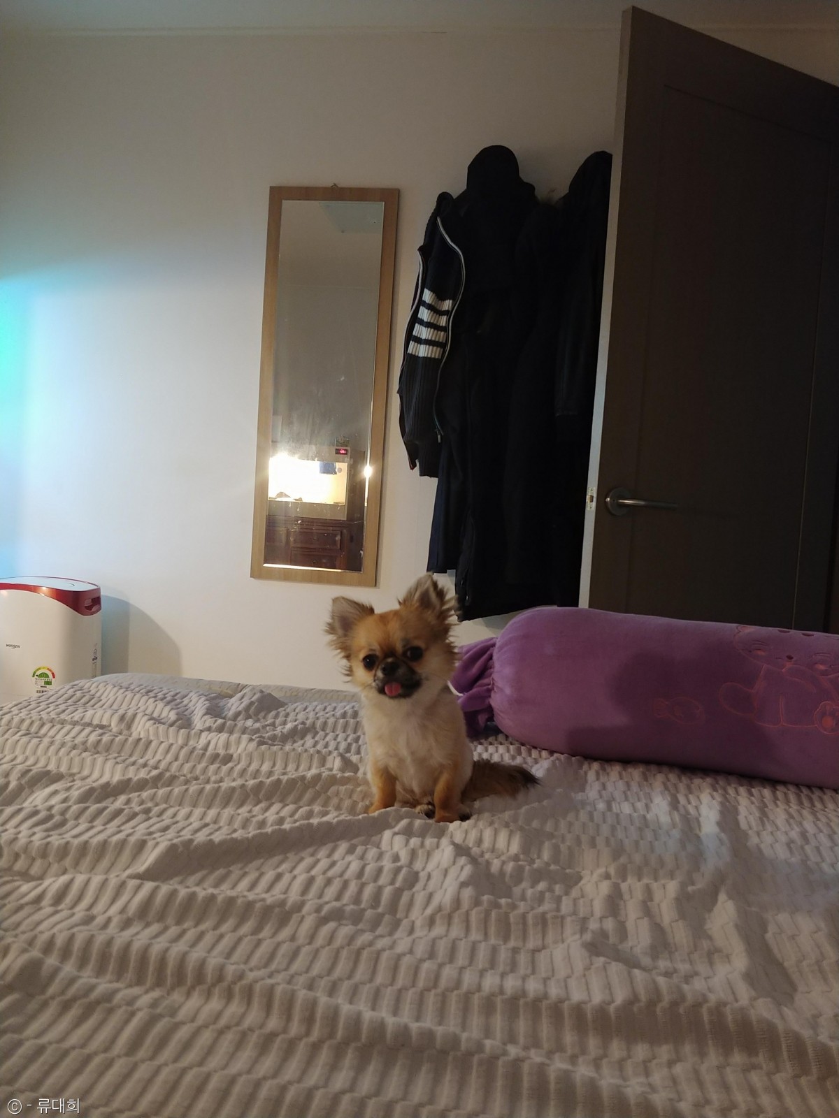 노트펫