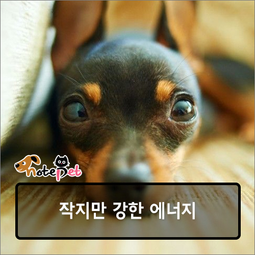 노트펫