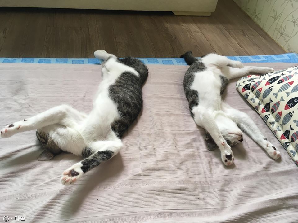 노트펫