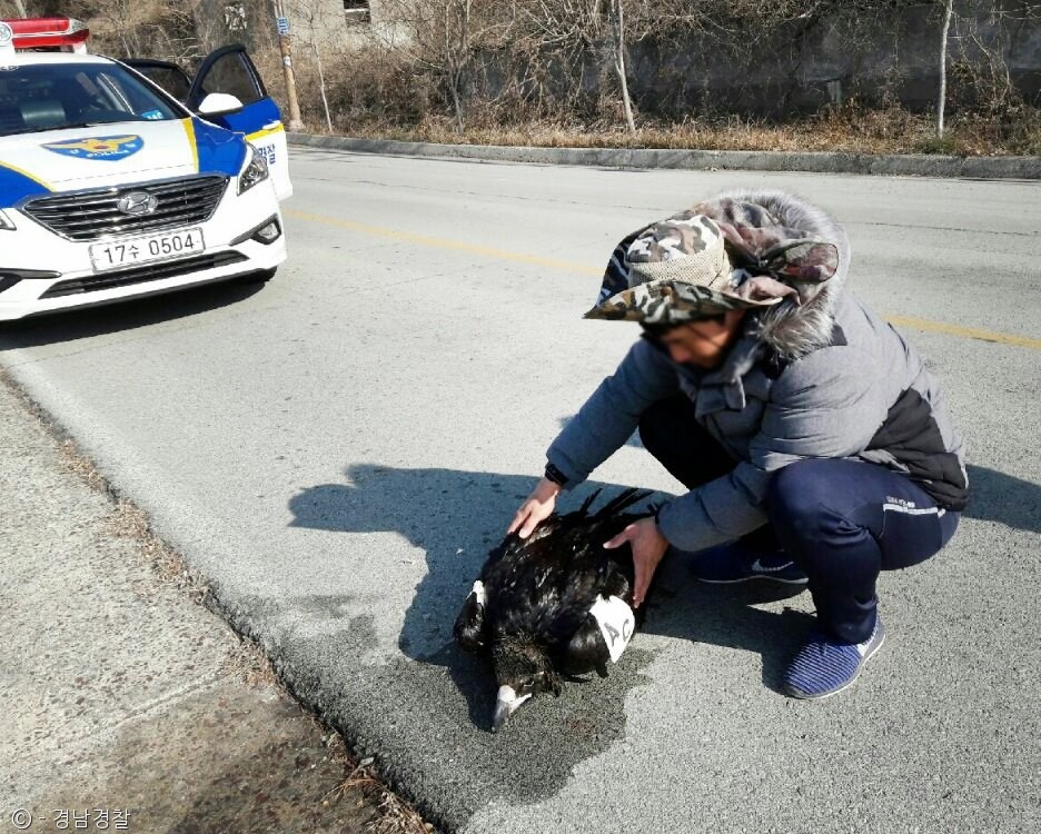 노트펫