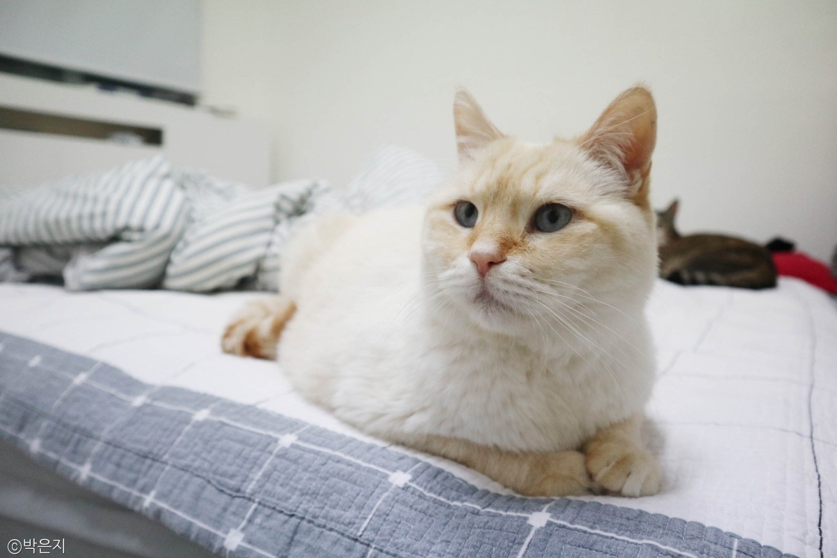 노트펫