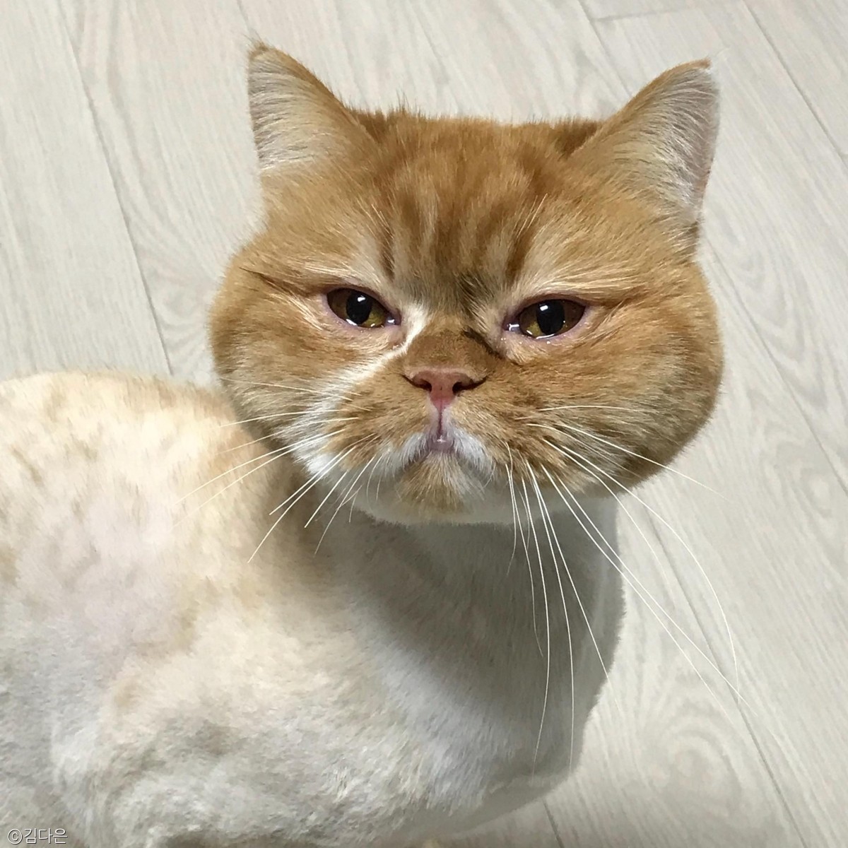 노트펫