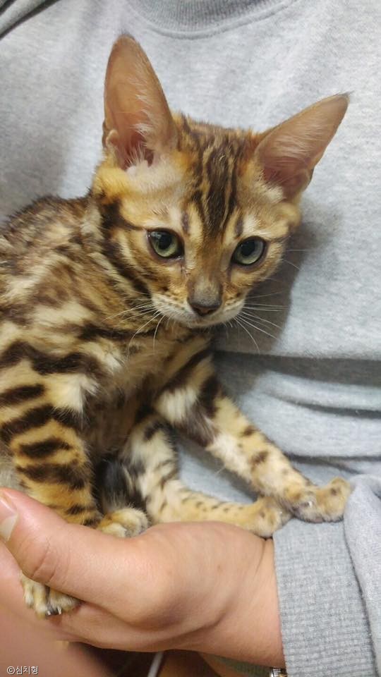 노트펫