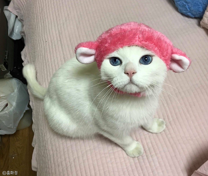 노트펫