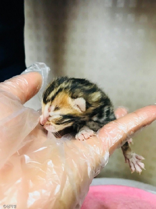 노트펫