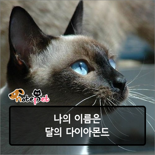 노트펫