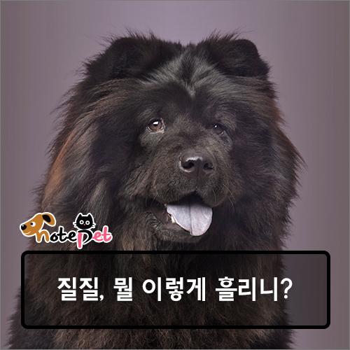 노트펫