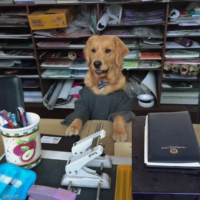 노트펫