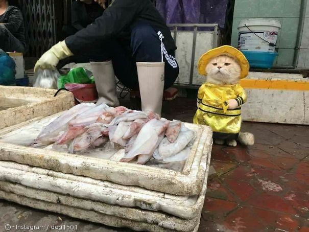 노트펫