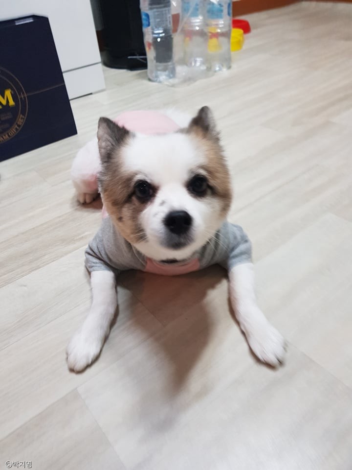 노트펫
