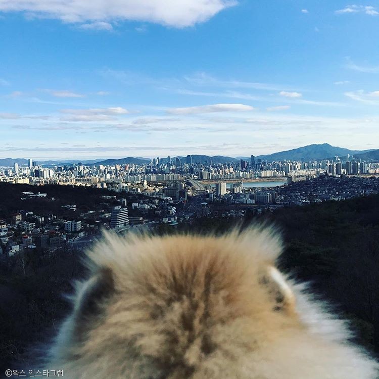 노트펫