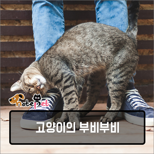 노트펫