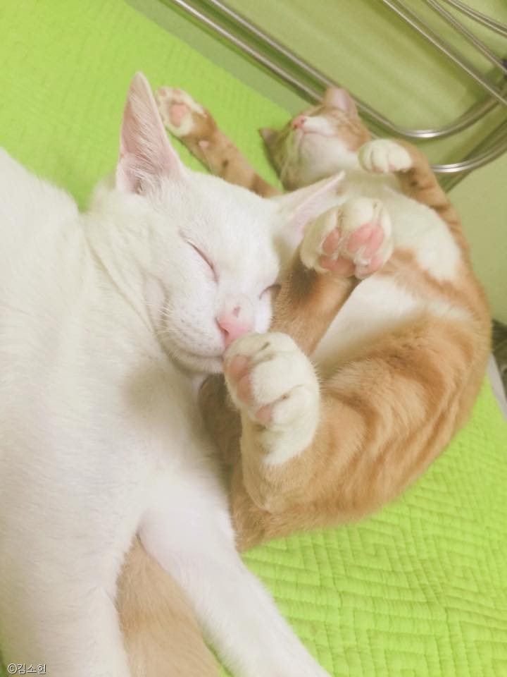 노트펫