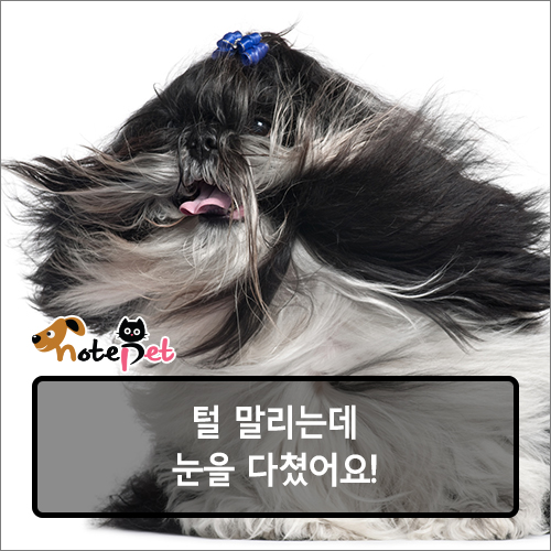 노트펫