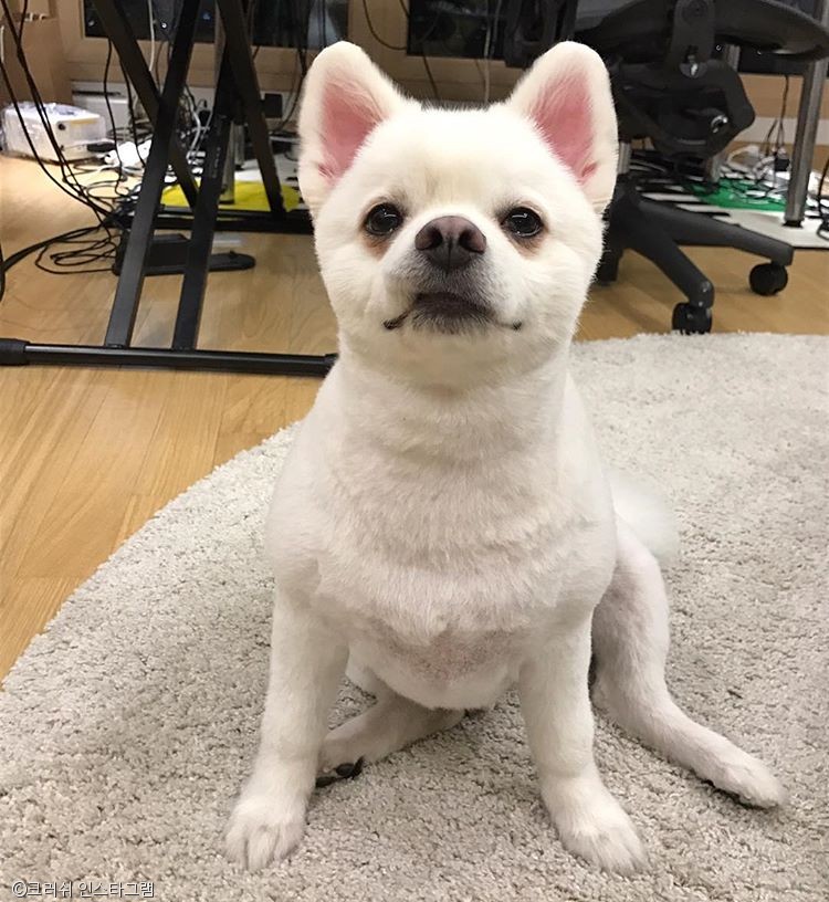 노트펫