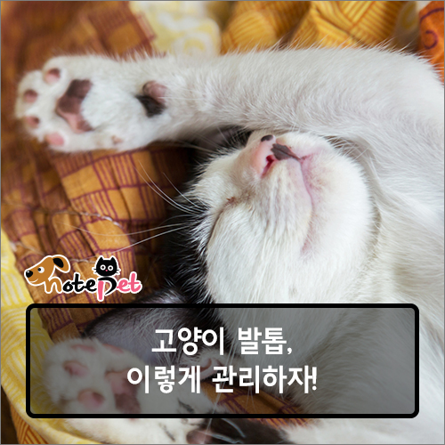 노트펫