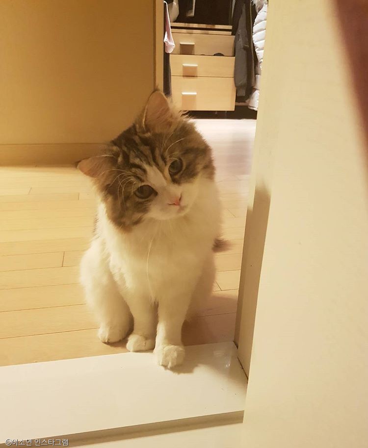 노트펫