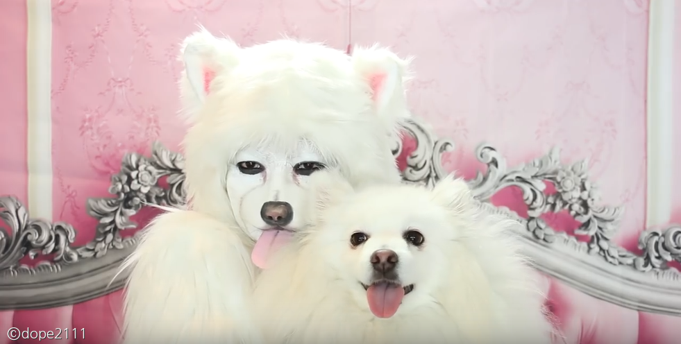 노트펫