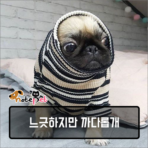 노트펫