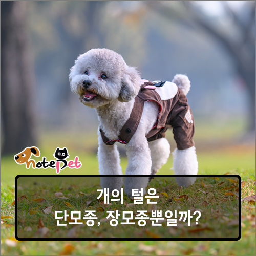 노트펫