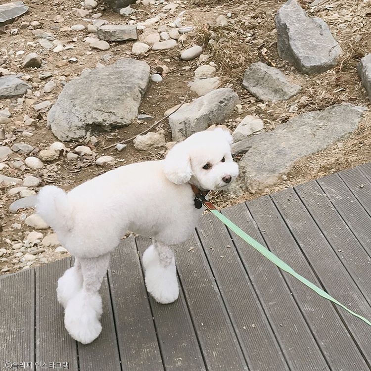 노트펫