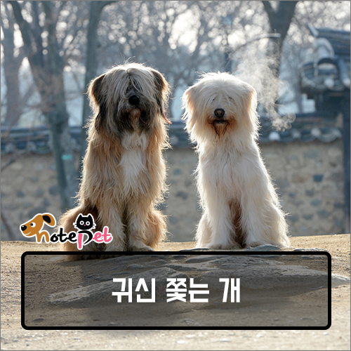 노트펫