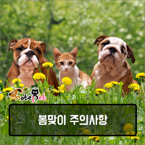 노트펫