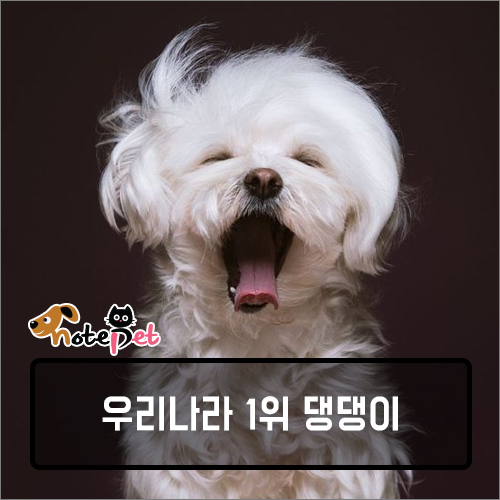 노트펫