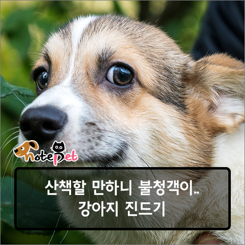 노트펫