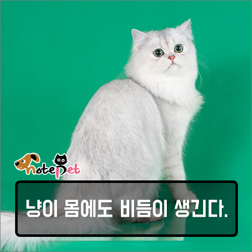 노트펫