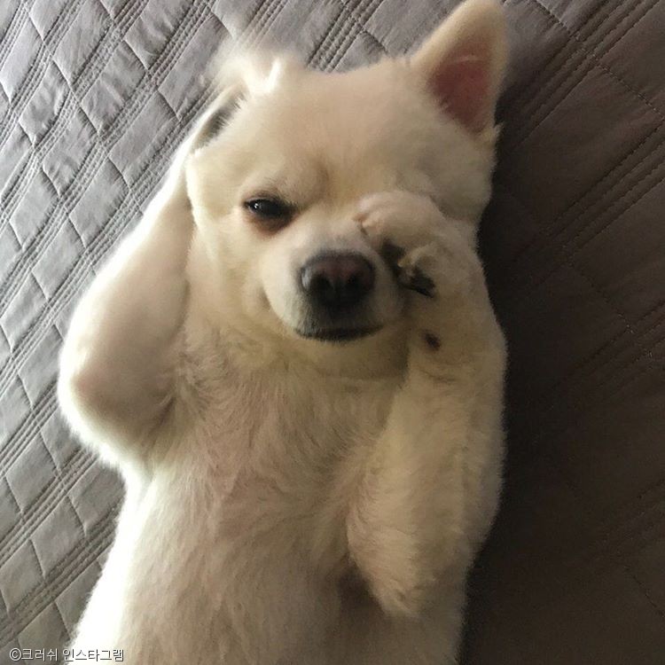 노트펫