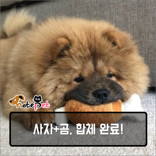 노트펫